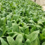 Peace Lily Plant Sapling - Image 4