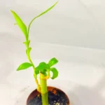 Lucky Bamboo Plant Saplings - Image 2