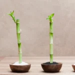 Lucky Bamboo Plant Saplings - Image 3