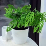 Monstera Broken Heart Plant Sapling - Image 2