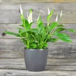 Peace Lily Plant Sapling - Image 2