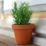 Rosemary Plant Sapling