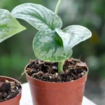 Silver Money Plant Sapling