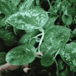 Silver Money Plant Sapling - Image 2