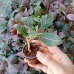 Fittonia Red Sapling - Image 3