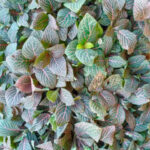 Fittonia Red Sapling - Image 2