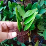 ZZ Plant Sapling - Image 3