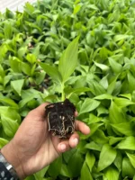 Peace Lily Plant Sapling - Image 3