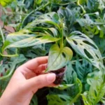 Monstera Broken Heart Plant Sapling - Image 4