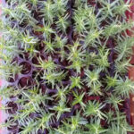 Rosemary Plant Sapling - Image 3