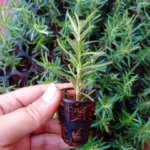 Rosemary Plant Sapling - Image 2
